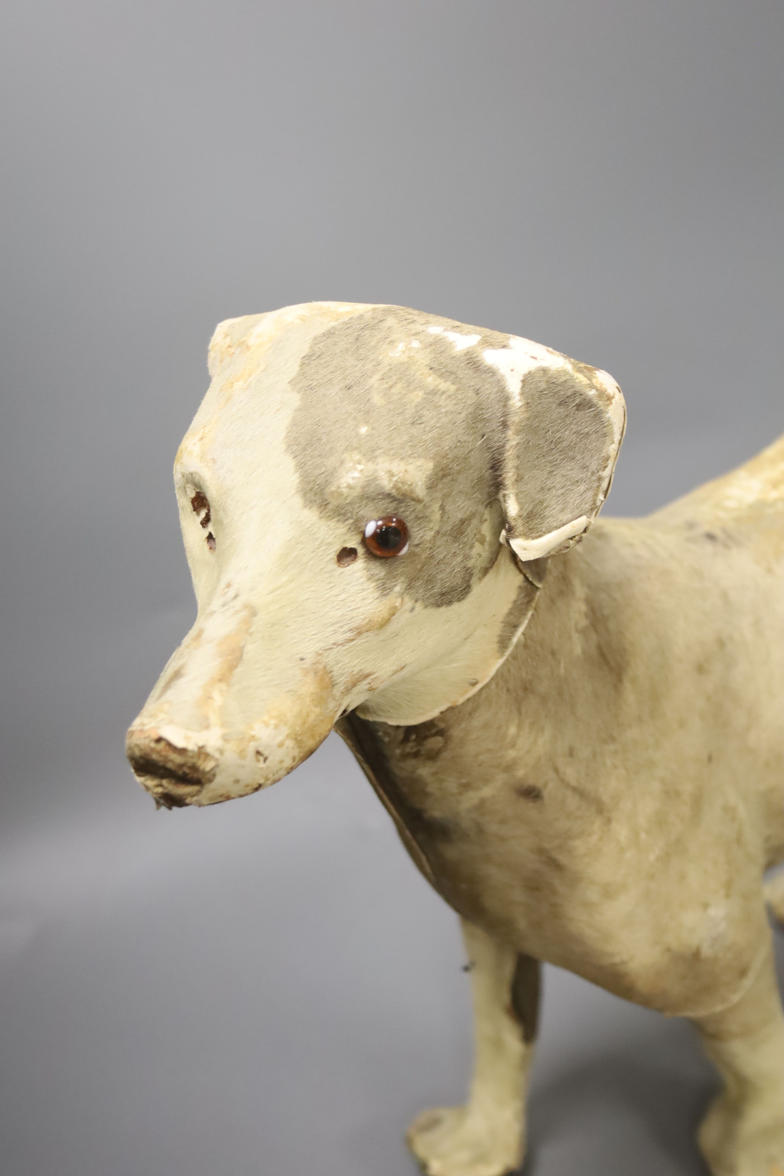 An early 20th century animal hide covered model of a terrier